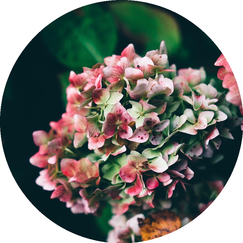 flowers-1841063_1280_circle