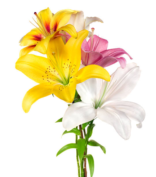 Bouquet.